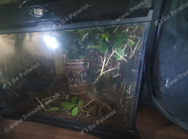 Baby Stick Insects ready to go