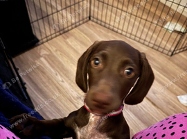 Cocker spaniel dashaund