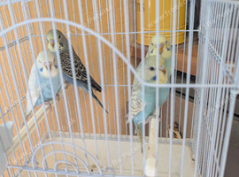 Budgies for sale