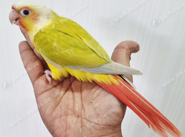 Gorgeous baby conure