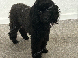 3 toy poodles
