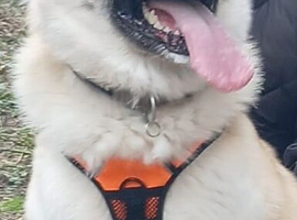 American akita