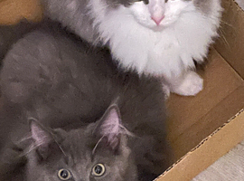 Ragdolls x Maine coon
