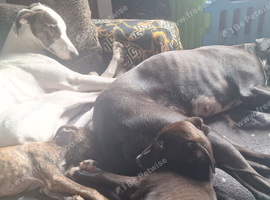 Male saluki dalmation g puppy