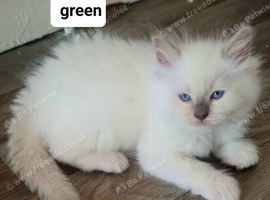 Ragdoll kittens for sale