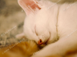 Maine coon x Turkish angora