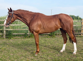 *DEPOSIT TAKEN* Full up 16hh 7yr old gelding