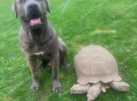 Sulcata babies