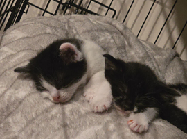 Kittens