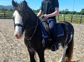 Lovely family pony...