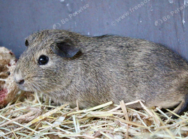Male guinea pg