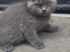 8 Weeks old Britsh shorthair kittens