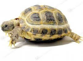 ISO horsefield tortoise