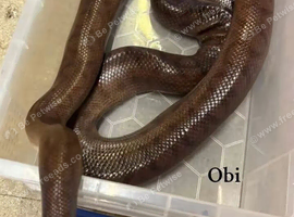 Make columbian rainbow boa