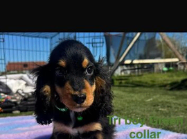 2 show type cocker spaniels puppies