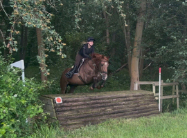 15.3h 10 year old schoolmaster