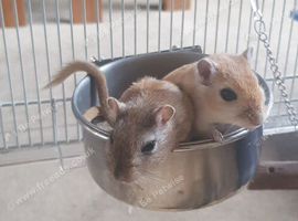 2 gebrils for sale