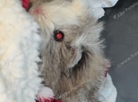 2 male long haired guinea pigs