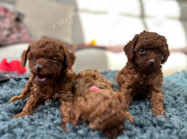 Asian poodle puppies taking reservations