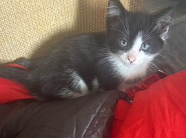 Kittens for sale