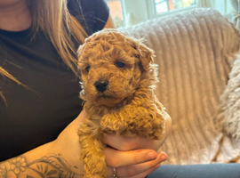Tiny 2 boy poodles