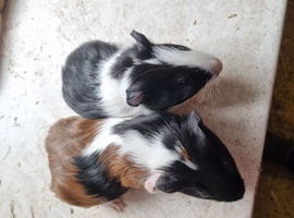 Baby boys