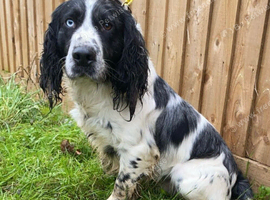 cocker spaniel