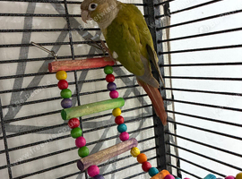 Cinnamon pineapple  conure