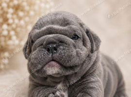 Excellent Puppies Hand reared please read advert