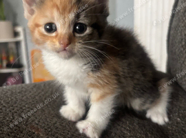 3 beautiful kittens available