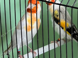 Siberian goldfinch