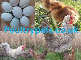 Cream Crested Legbar &times; Devon Blue &ndash; Blue Egg Layers