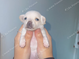 Chihuahua puppies 3 weeks old