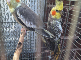Small colony mutation cockatiels