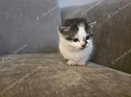Kittens for new home