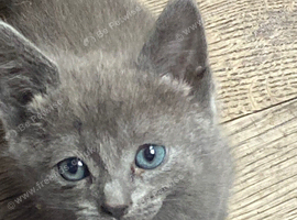 Blue kittens for sale