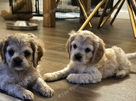 American cockerpoo