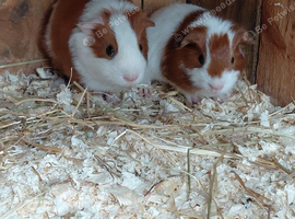 2 baby males