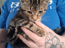Tabby cat kittens