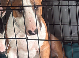 4 month old bull terrier