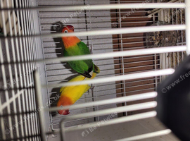 Lovebirds