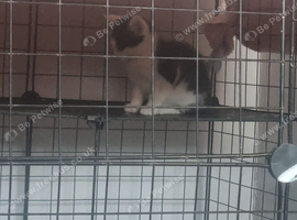 3 kittens