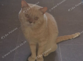 Beautiful British Shorthair Male