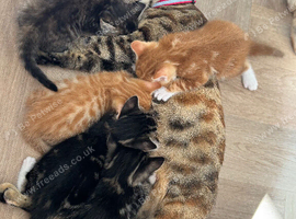 Bengal& tobby mix kittens