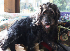 F2 Labradoodles puppies. 2 boys remaining price reduced