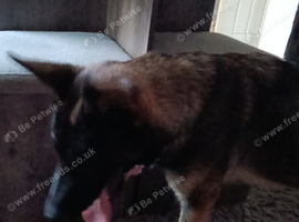 11 month old female German Shepherd
