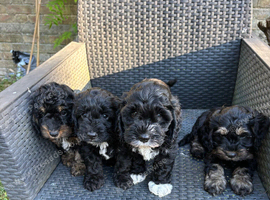 Three beautiful girl cockapoo puppy left