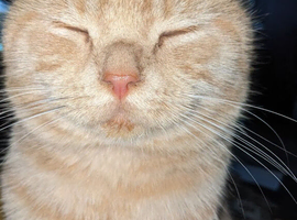 Male British short hair cat GCCF