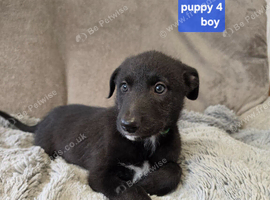Working Lurcher Puppies ready now