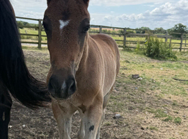 Handsome Welsh D colt to make 15.2hh